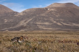 incubating sanderling Zackenberg in background